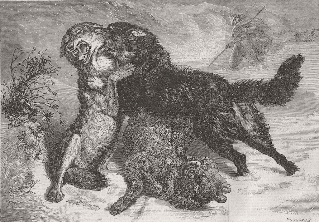 DOGS. Rescued from the wolf 1866 old antique vintage print picture